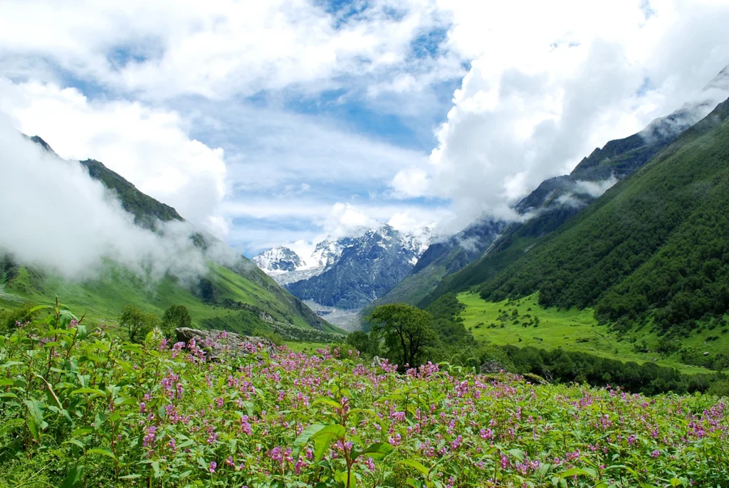 Valley Of Flowers 1