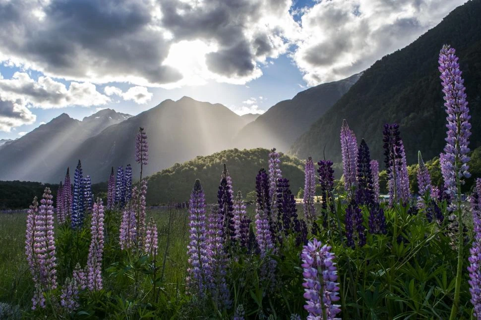 Valley Of Flowers